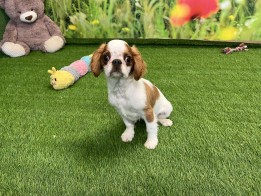 King Charles Spaniel male Puppy for sale 000749688